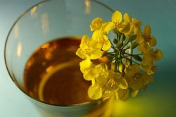 canola